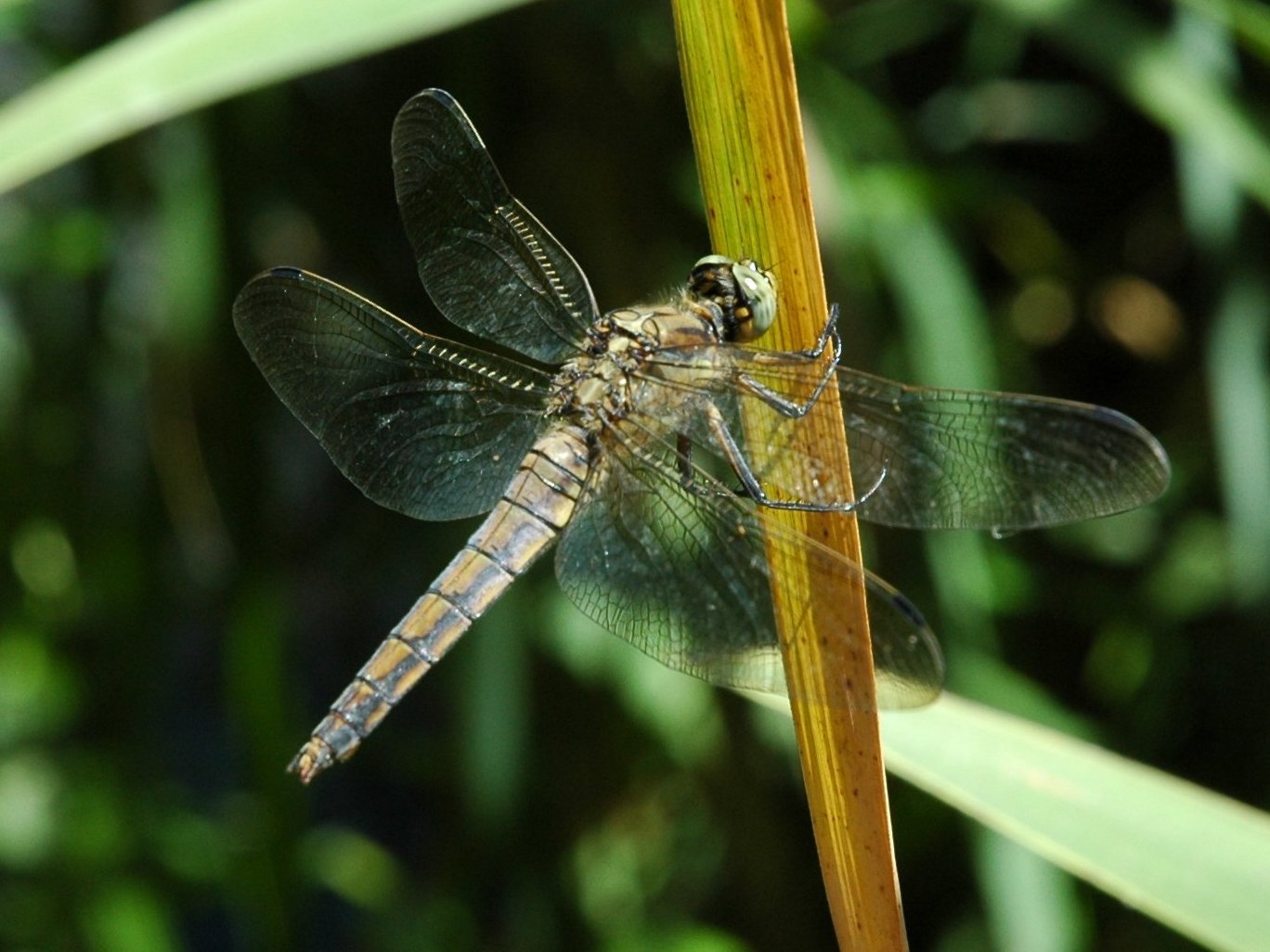 Libellula da determinare 23072012 - Orthetrum cancellatum